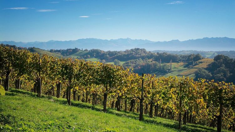 VIGNOBLE À L’HONNEUR - Les Vignerons du Jurançon ouvrent leurs chais