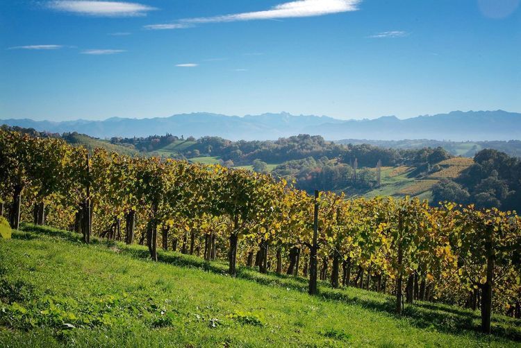 VIGNOBLE À L’HONNEUR - Les Vignerons du Jurançon ouvrent leurs chais