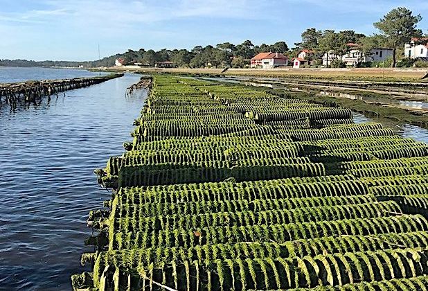 COUP DE COEUR – Savourez l’huître d’Hossegor si « goûtue » !