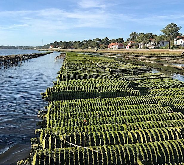 COUP DE COEUR – Savourez l’huître d’Hossegor si « goûtue » !