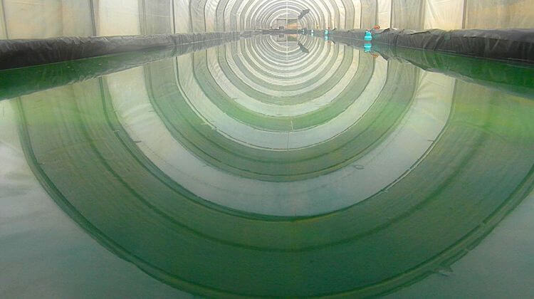 Spiruline Aquitaine 2
