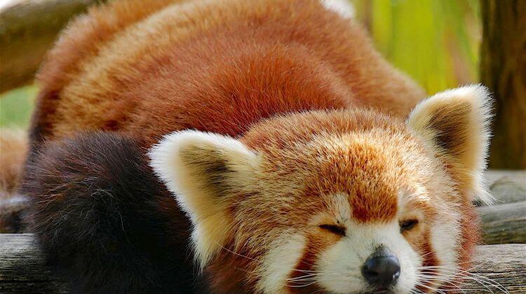 PARC ANIMALIER 3