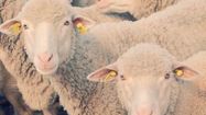 createursagathegeorges6merinos