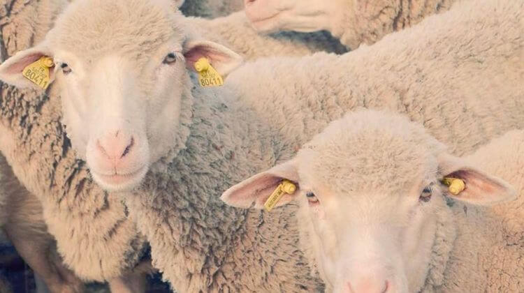 createursagathegeorges6merinos