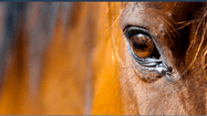CHEVAL