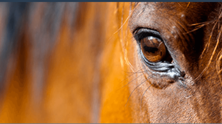 CHEVAL