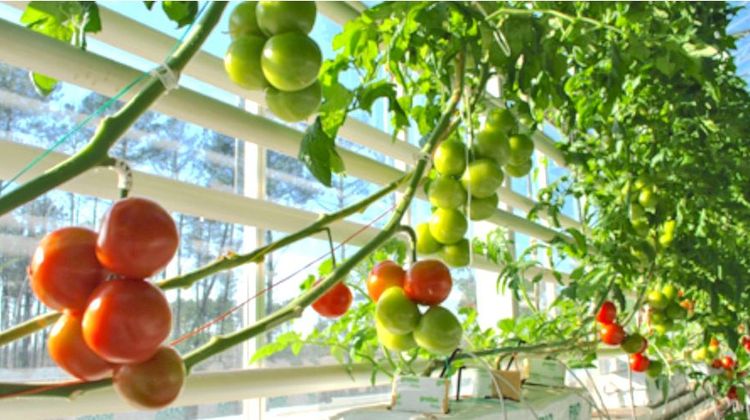 LÉGUMES LANDAIS - Tom d’Aqui et Larrère fournissent les JO