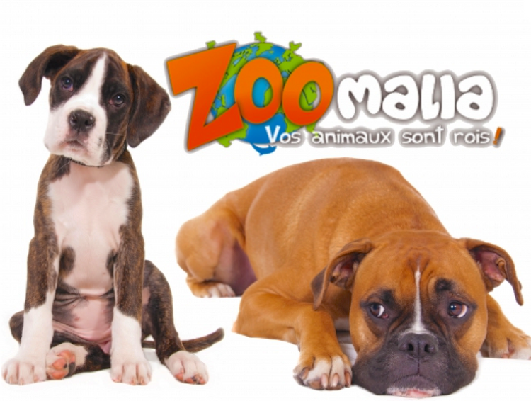 SOLIDARITÉ - Zoomalia s’engage pour les animaux dans le besoin à Tyrosse