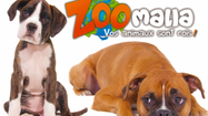 SOLIDARITÉ - Zoomalia s’engage pour les animaux dans le besoin à Tyrosse