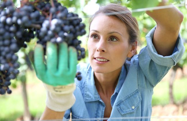 Beautiful woman in vineyard picking grape