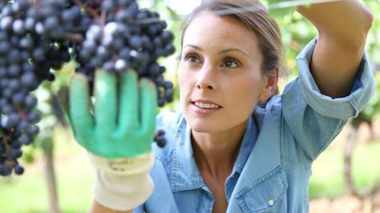 Beautiful woman in vineyard picking grape