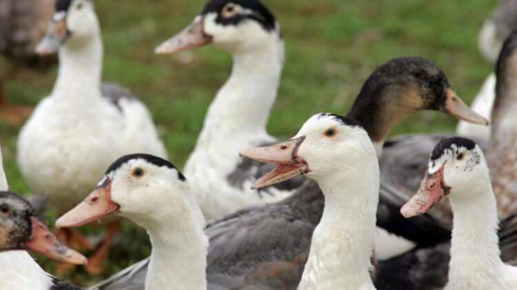 GROSSE INQUIÉTUDE – Le retour de la grippe aviaire fait trembler