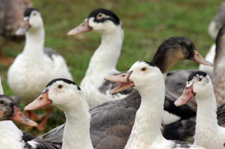 ALERTE – Le retour de la grippe aviaire fait trembler la filière canard