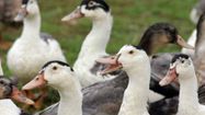 GROSSE INQUIÉTUDE – Le retour de la grippe aviaire fait trembler