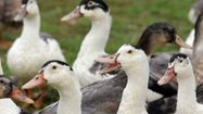 ALERTE – Le retour de la grippe aviaire fait trembler la filière canard