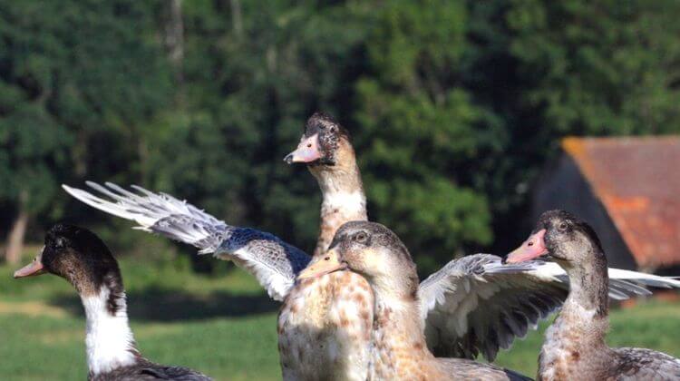 canards landes