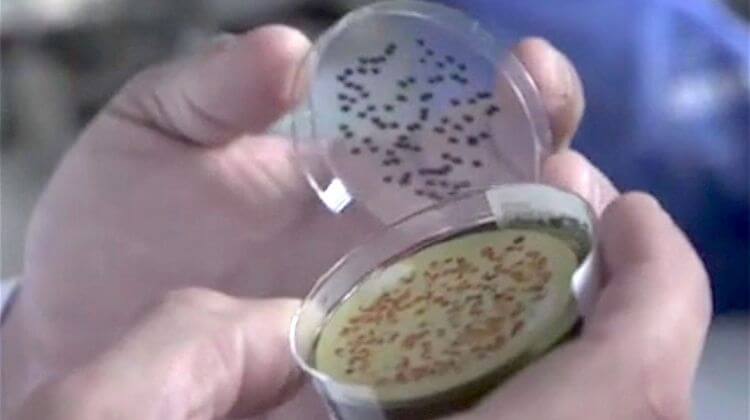 Laboratoires des Pyrénées et des Landes 2