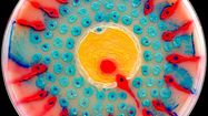 Agar’art