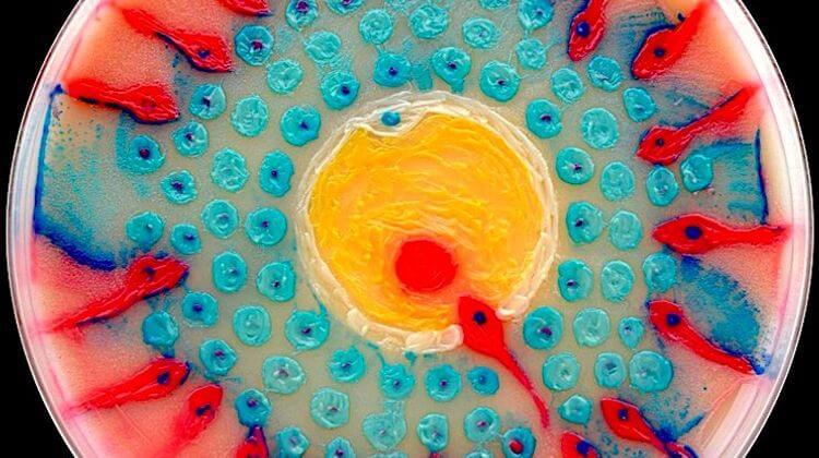 Agar’art