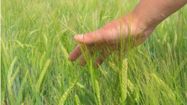 agriculture