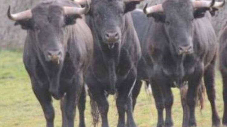 vic-toros