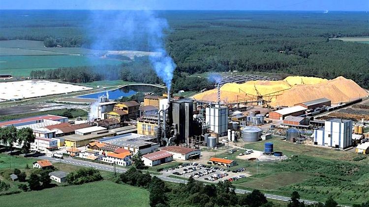 Dans les Landes, le pin maritime source de production de bioéthanol