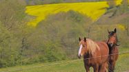 CHEVAL GERS