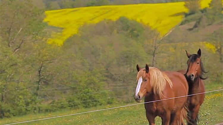 CHEVAL GERS