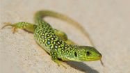 REPTILE