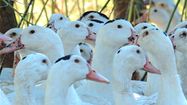 La grippe aviaire menace à nouveau