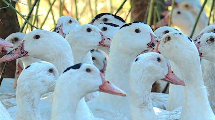 La grippe aviaire menace à nouveau