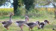 FOIE GRAS