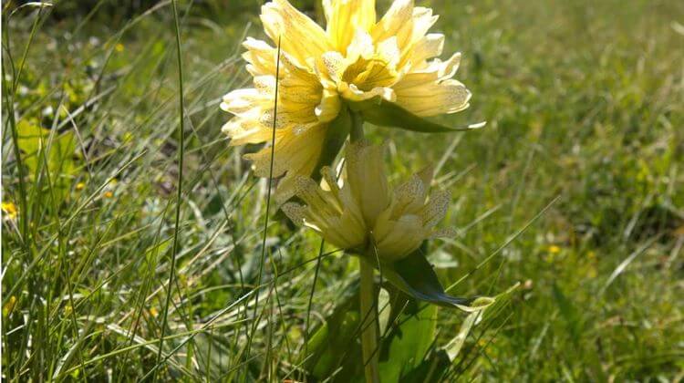 gentianejaune2gentianedeburser