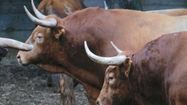 DAX TOROS