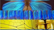 biomimetisme-2