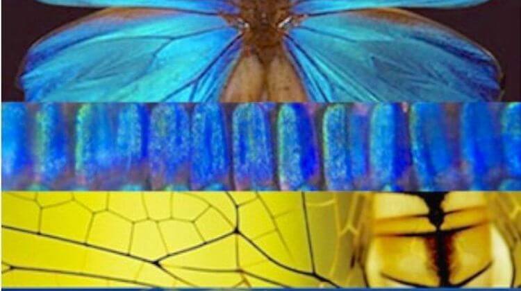 biomimetisme-2