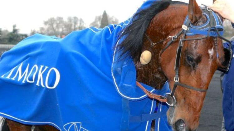 timoko4