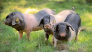 PORC KINTOA 3