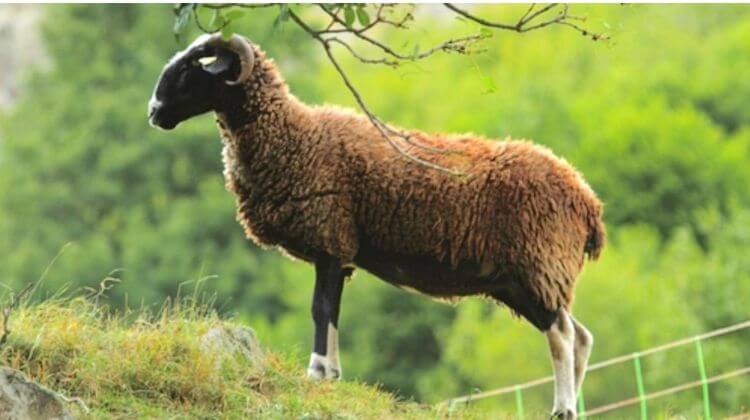 bor-mouton-3