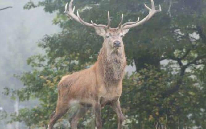 ferme-aux-cerfs-3