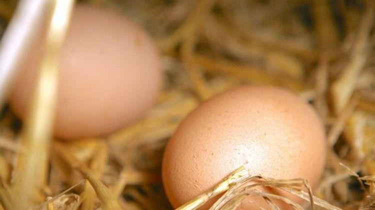 PÉNURIES – Les œufs sont sous pression avec la grippe aviaire
