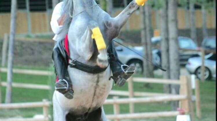 biarritz-cheval-2