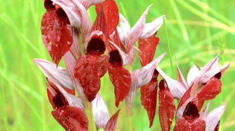 CONSERVATOIRE BOTANIQUE
