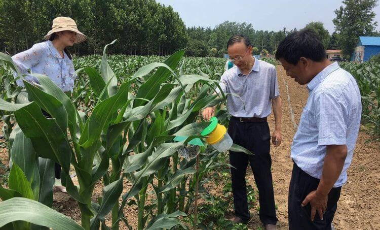Trois personnes sont en train d'appliquer un insecticide biologique de M2i sur une plante en Chine.