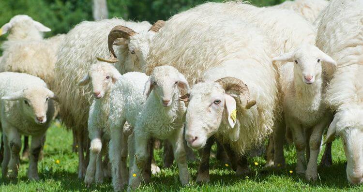 Des agneaux entourés de brebis dans un pré.