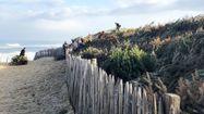 Des sapins plantés sur la dune de Capbreton pour la protéger du vent et de la marrée.