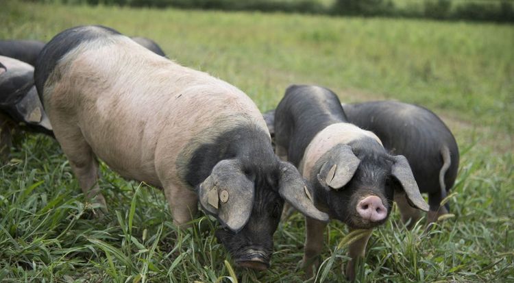 Des porcs noirs du Pays basque dans un pré.