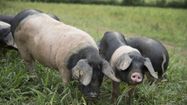 Des porcs noirs du Pays basque dans un pré.