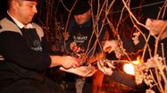 Des vignerons du Béarn récolte le raison de la Saint-Sylvestre.