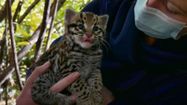 Le bébé ocelot du Parc Animalier des Pyrénées dans les bras d'une soigneuse.